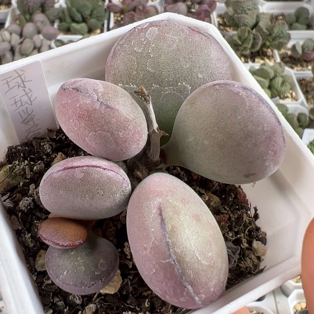 w圆胖球球紫蛋多肉植物