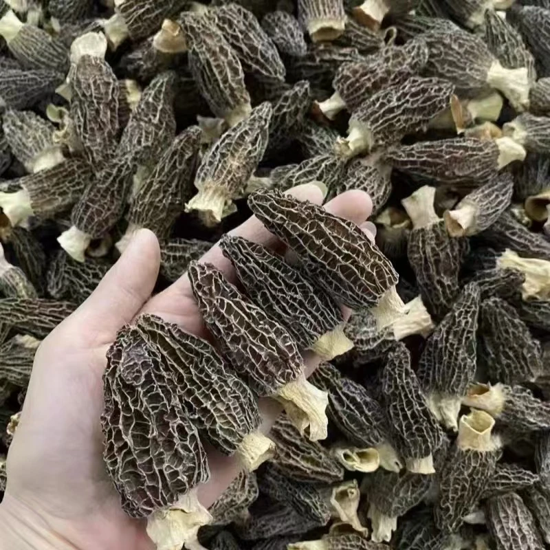 【羊肚菌】精选5-8公分高原羊肚菌