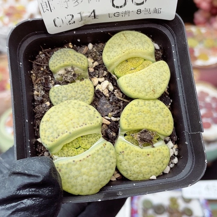 生石花满18包邮14-60
