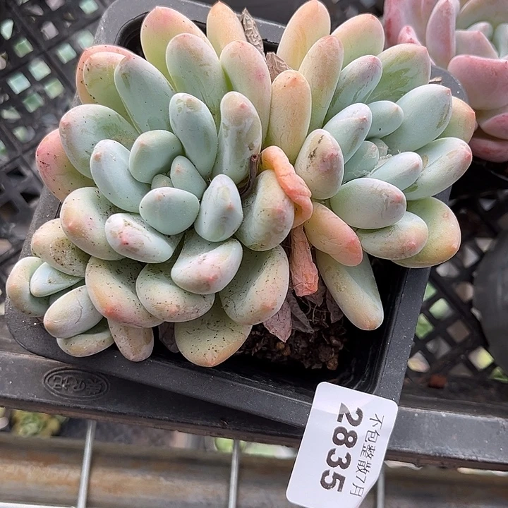 阿雅园艺。      2835香水