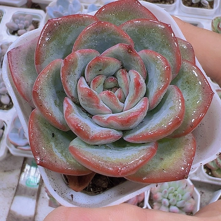 奶油泡芙19包邮多肉植物