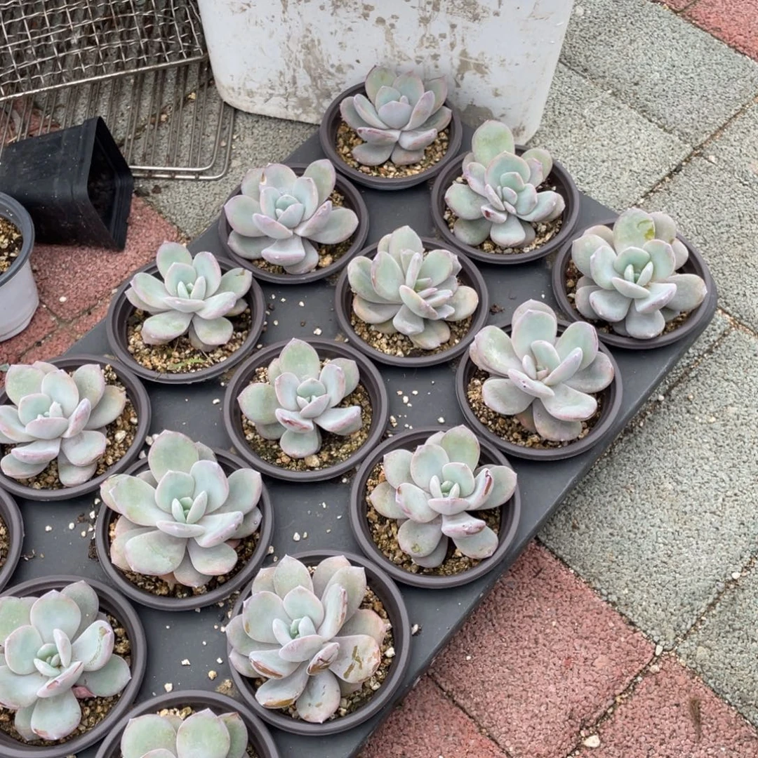 韩版奶茶多肉植物