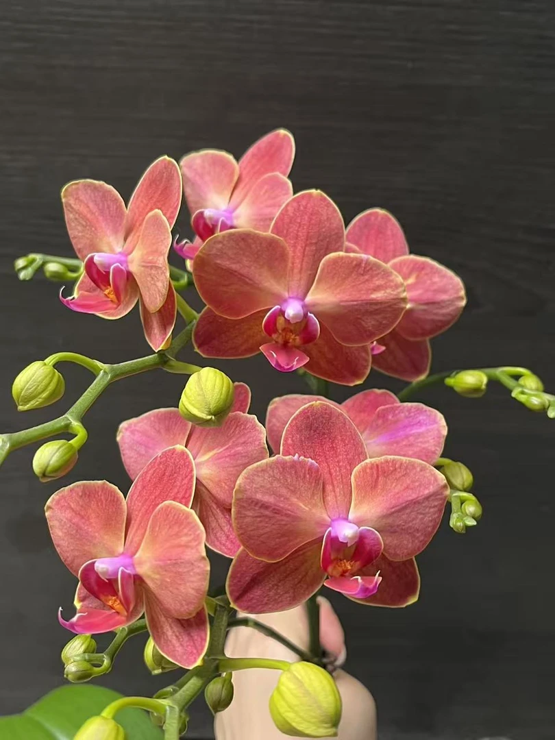 【金龟子】蝴蝶兰基地直发四季鲜花乔迁送礼组盆好养