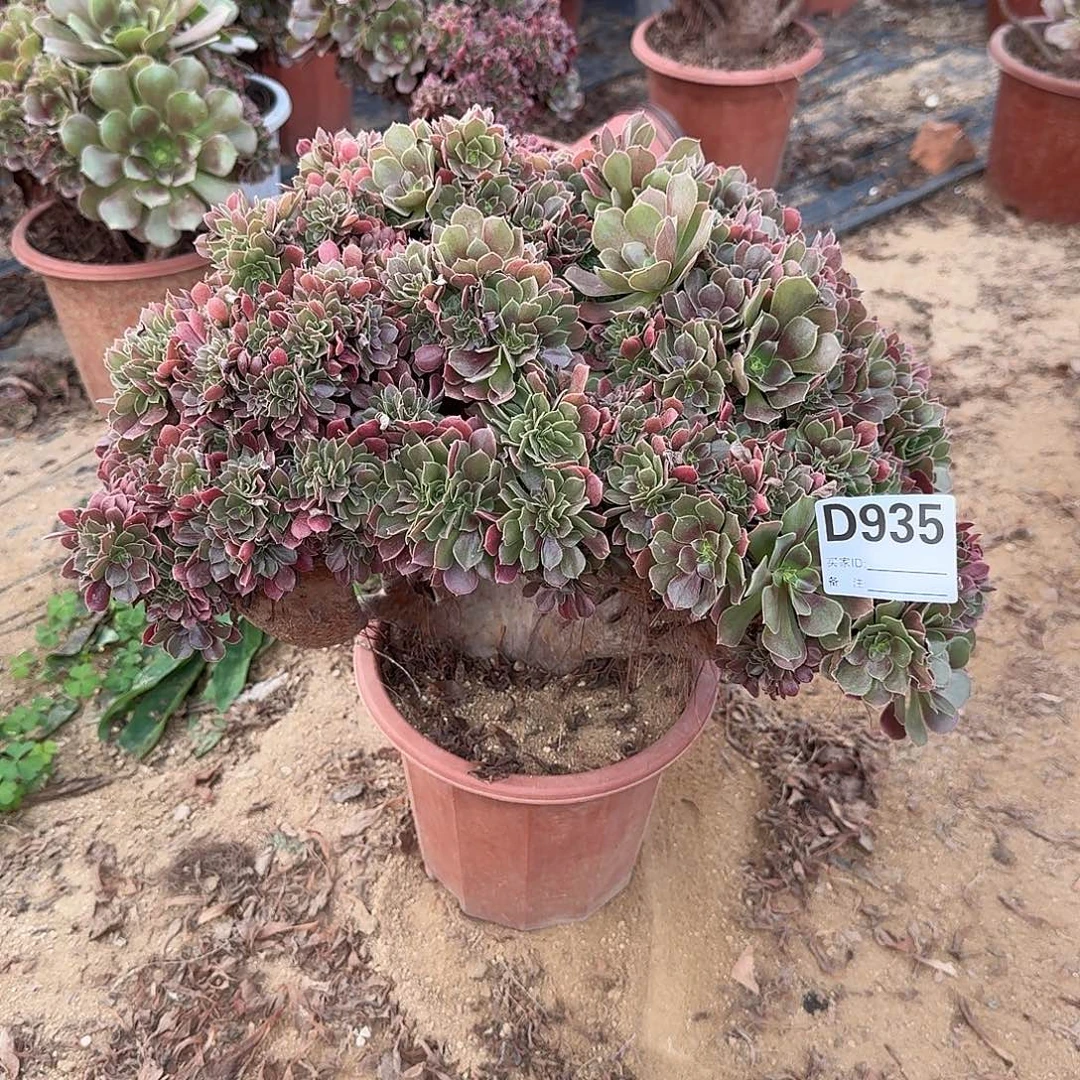 935火玫瑰朵朵一颗呀呀