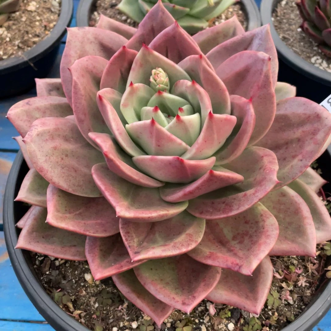 无花朵若如东云组拍E818