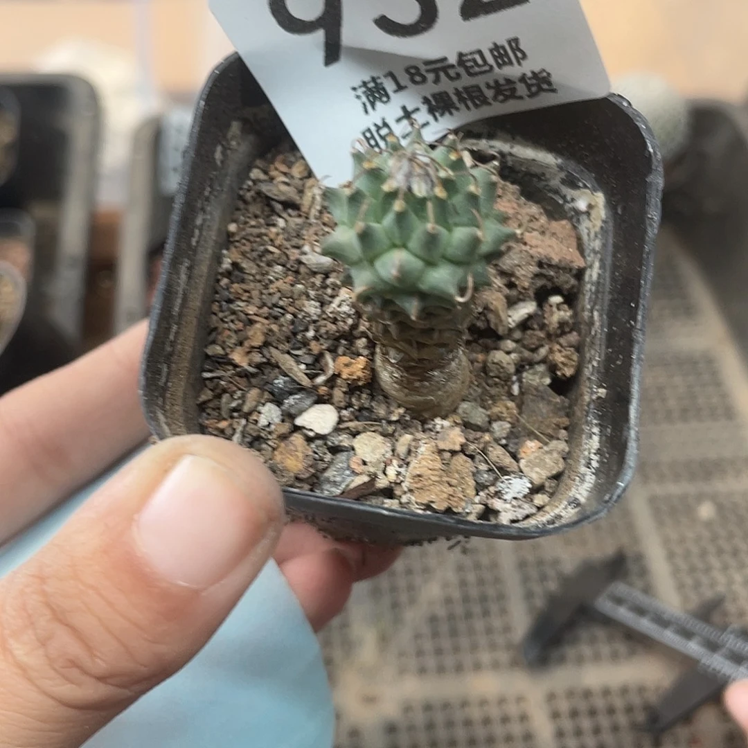 932安德森娇丽（满18元包邮）