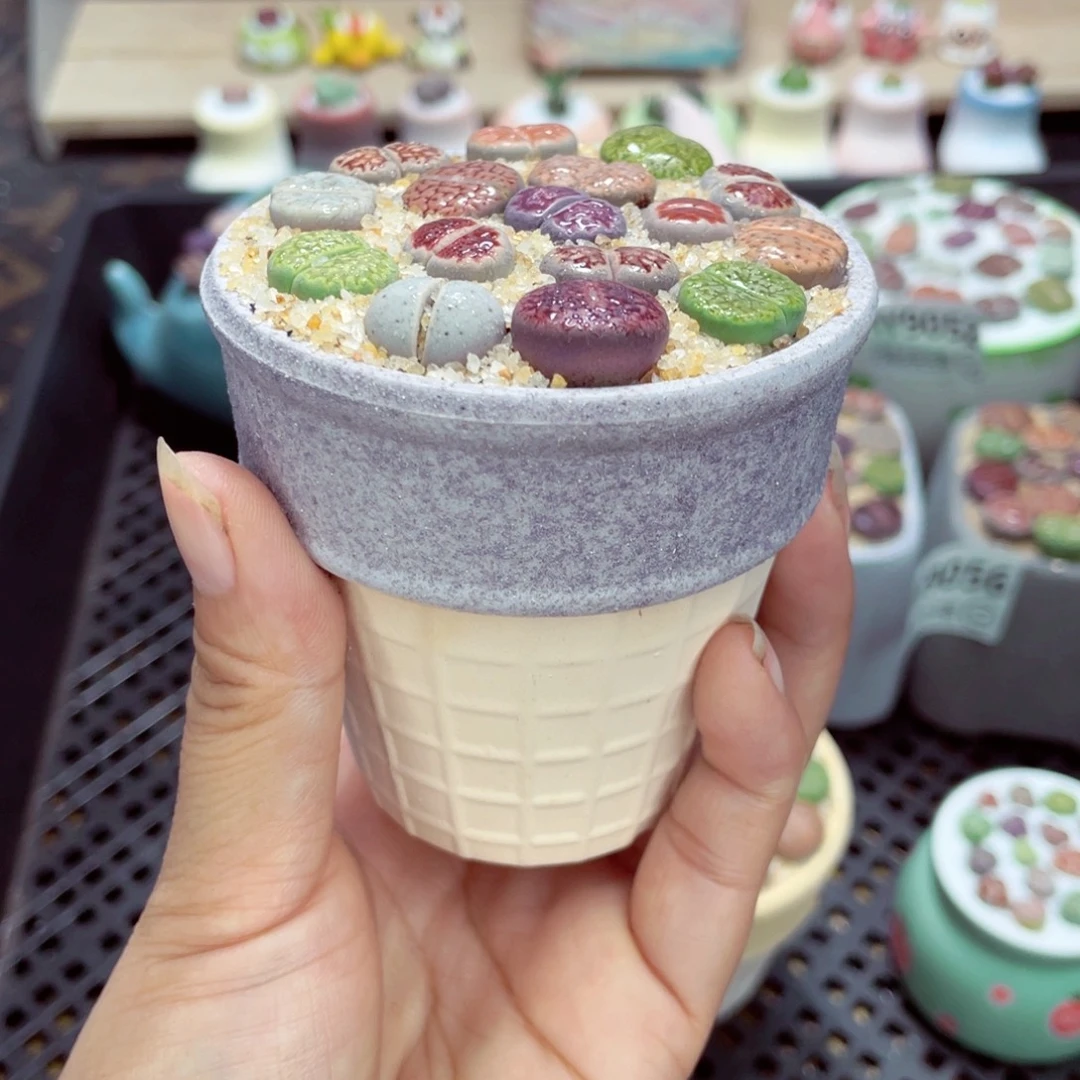 双***楼w9057 带盆土发货一物一拍