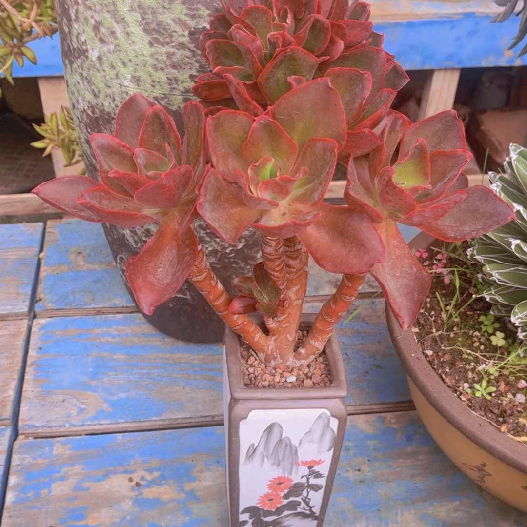 红***然多肉植物组合盆栽植物