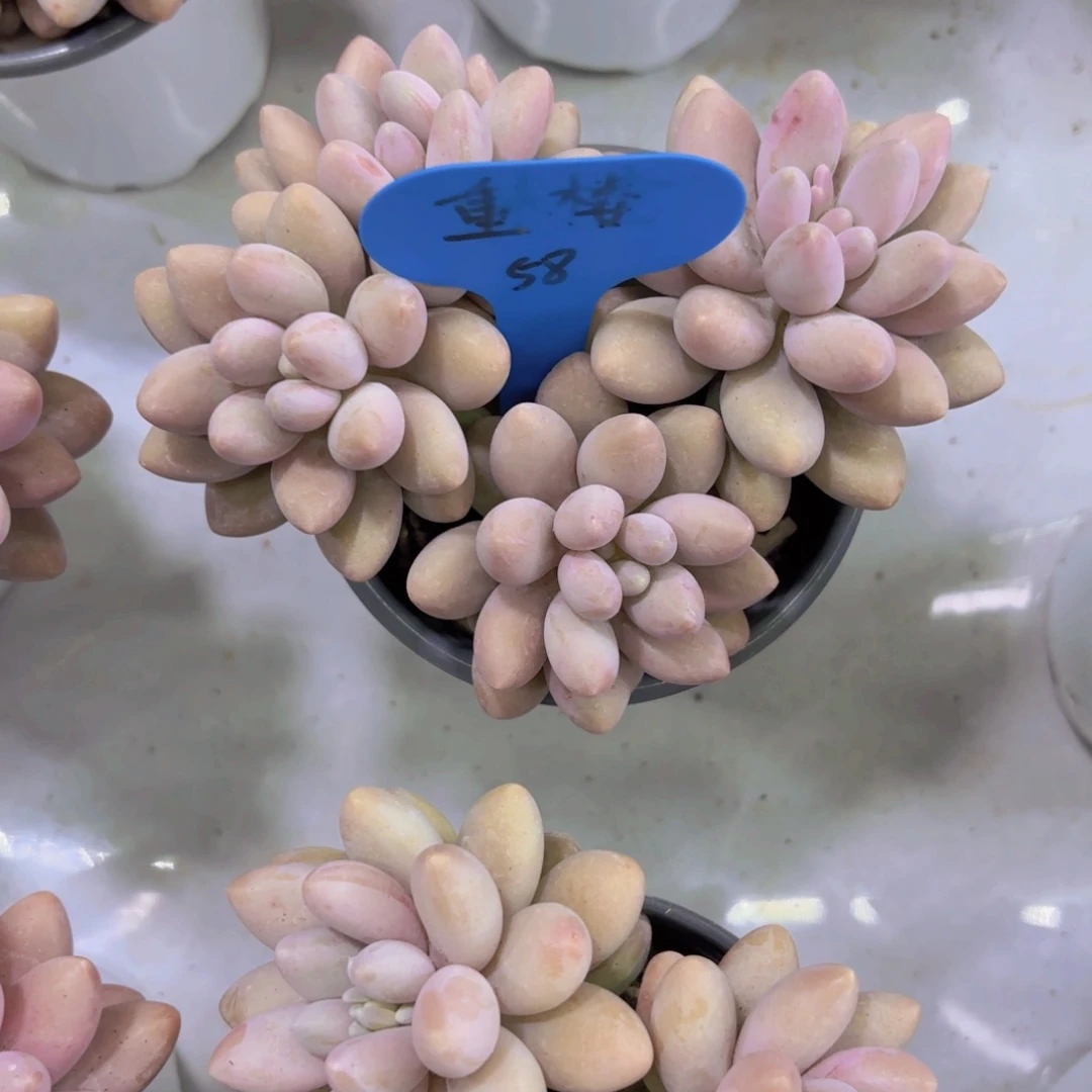 ?***?我的小可爱们都好可爱