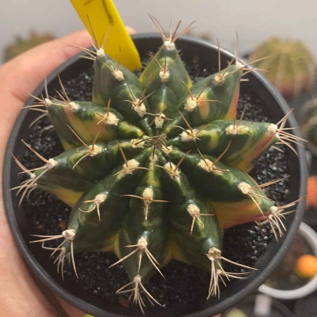 全品米哈—（福利款）带盆土发货17