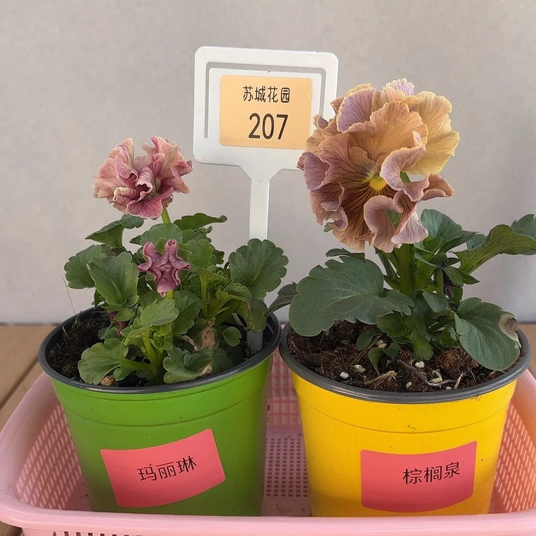 大部分开放少量花苞207