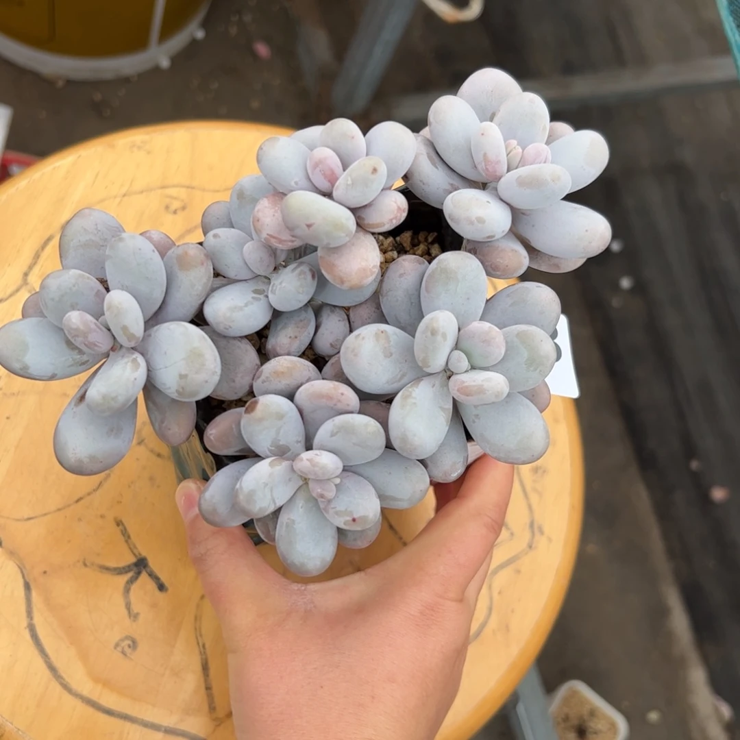 小*嗝788多肉植物组合盆栽