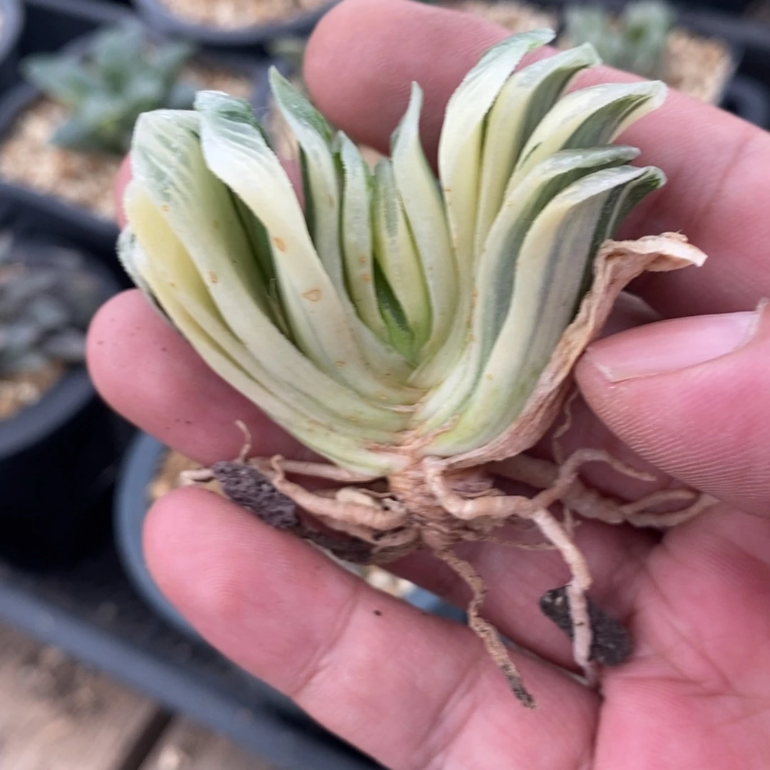 依***然2731 一颗玉扇锦 超级福利