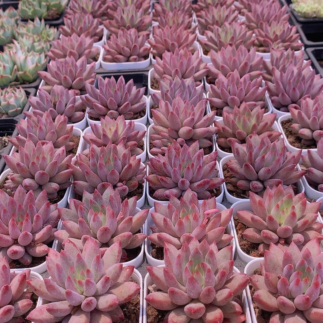 红体虞美人3567788999000