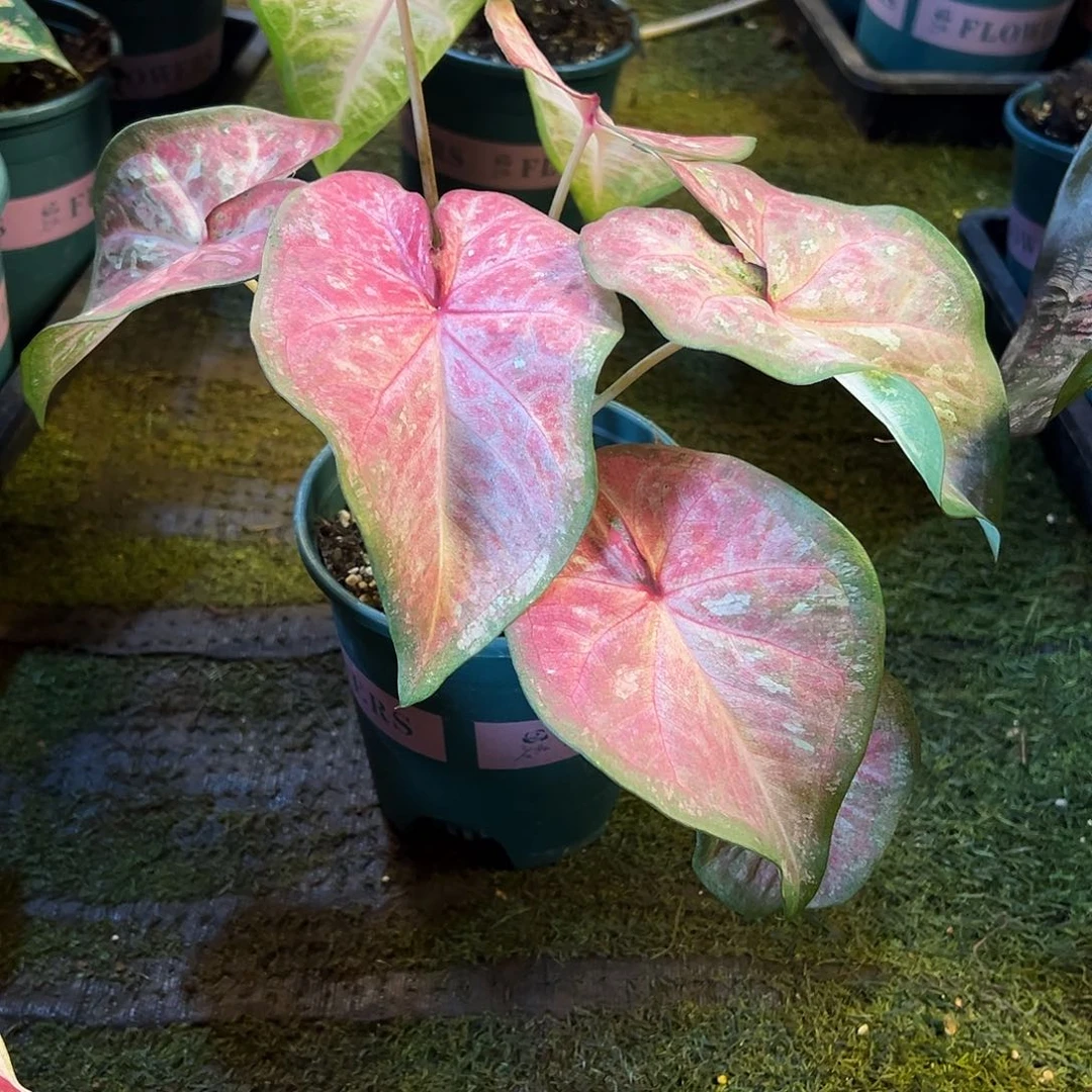 无花朵粉色系泰彩养定福利48