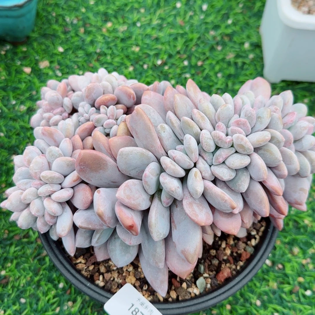 粉兔缀化，1870多肉植物