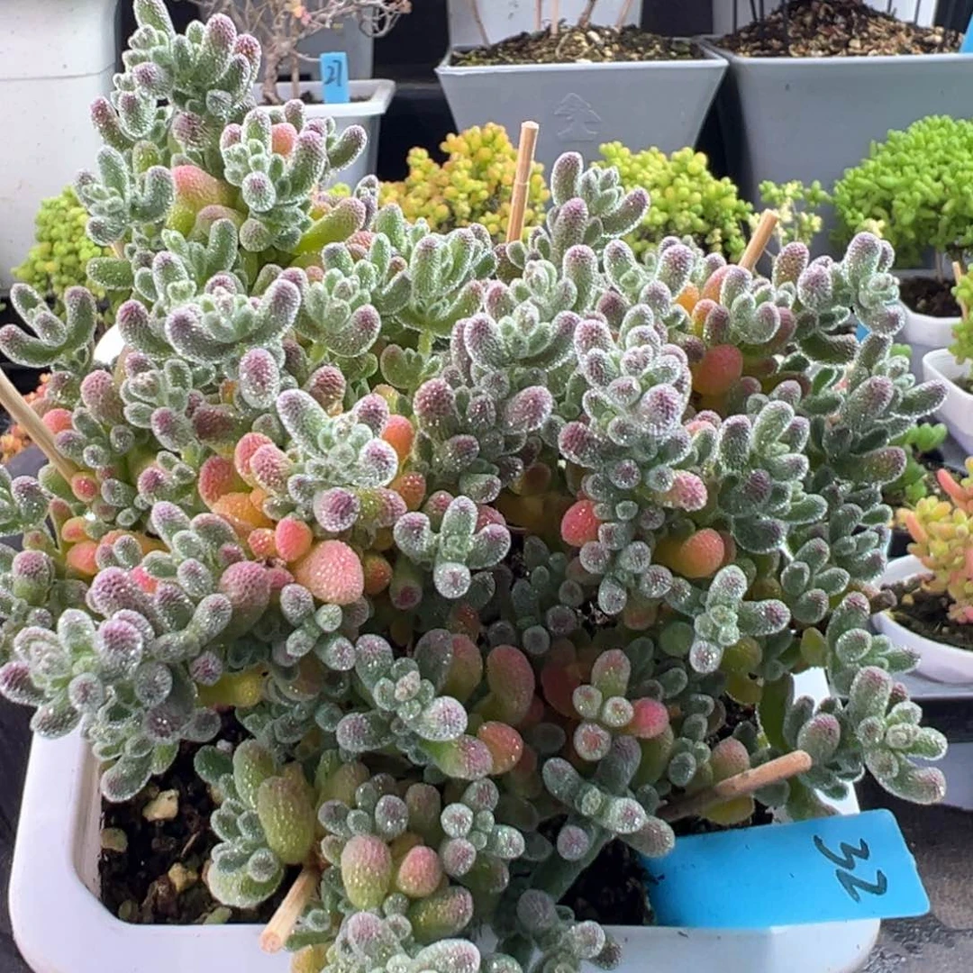 草莓粉冰晶32号10厘米盆