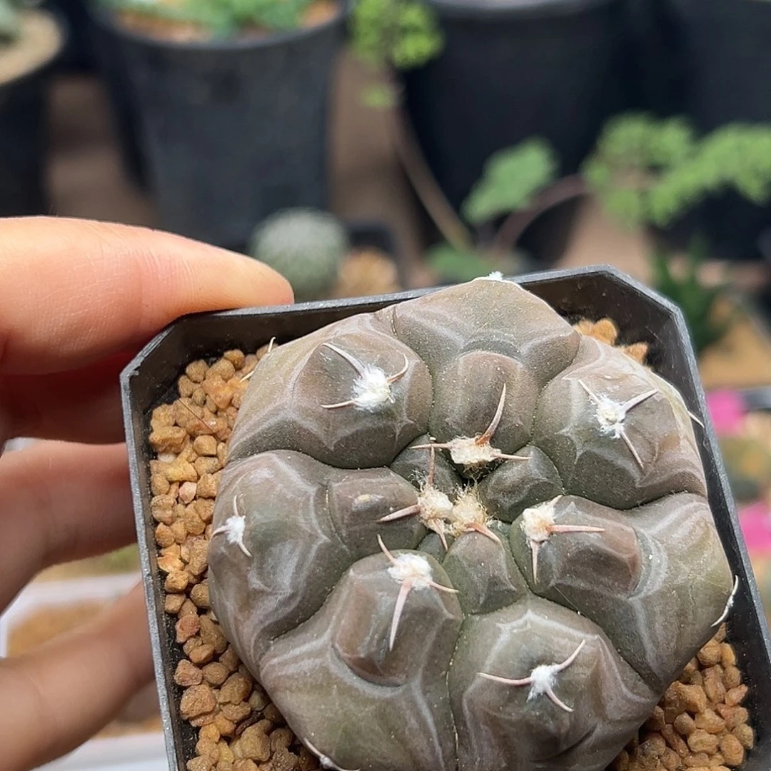 铅皮实生球一颗一颗