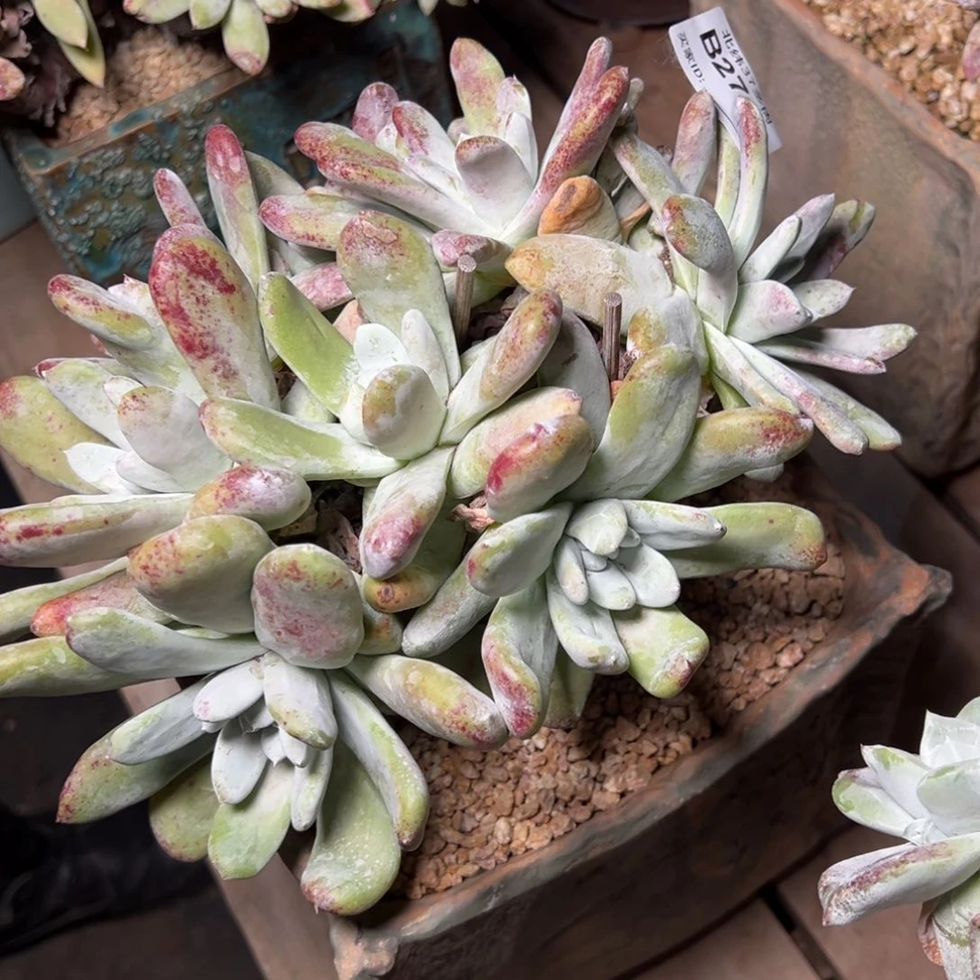 晨*补差价九头哈哈哈哈哈哈