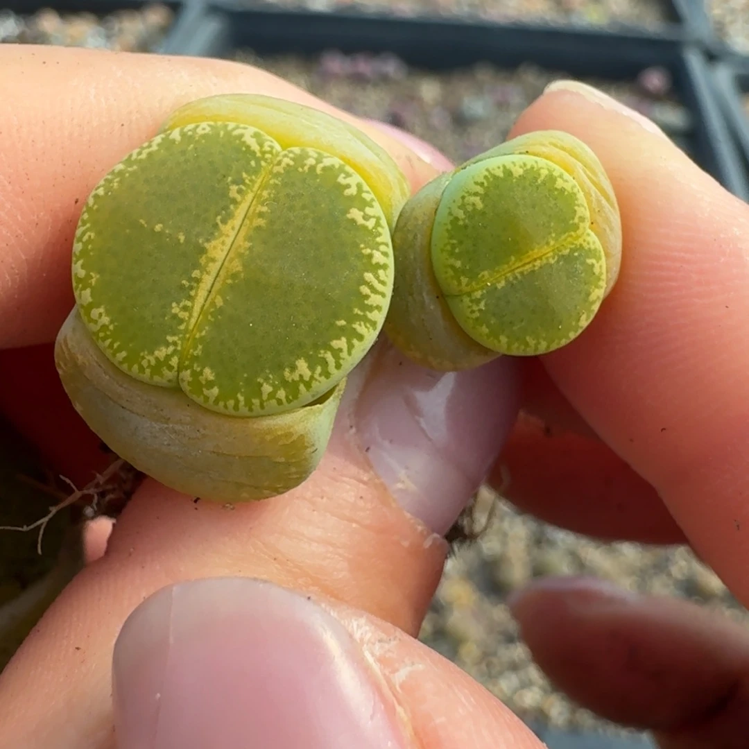 719两颗绿宝石000000