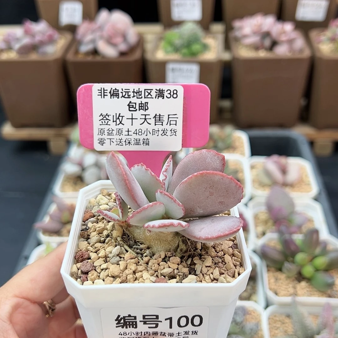 100白安泽多肉植物