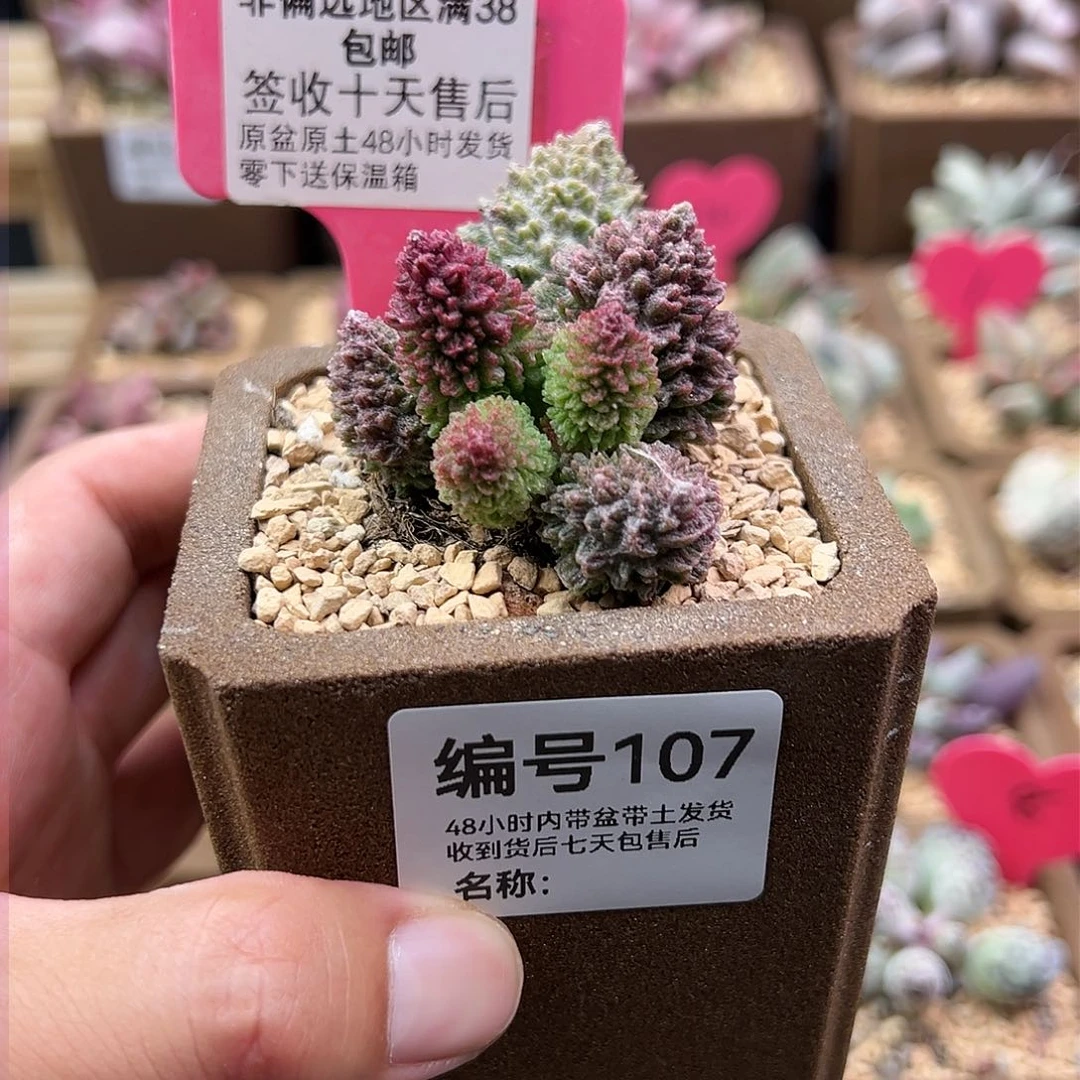 芥***干107朱紫玉多肉植物