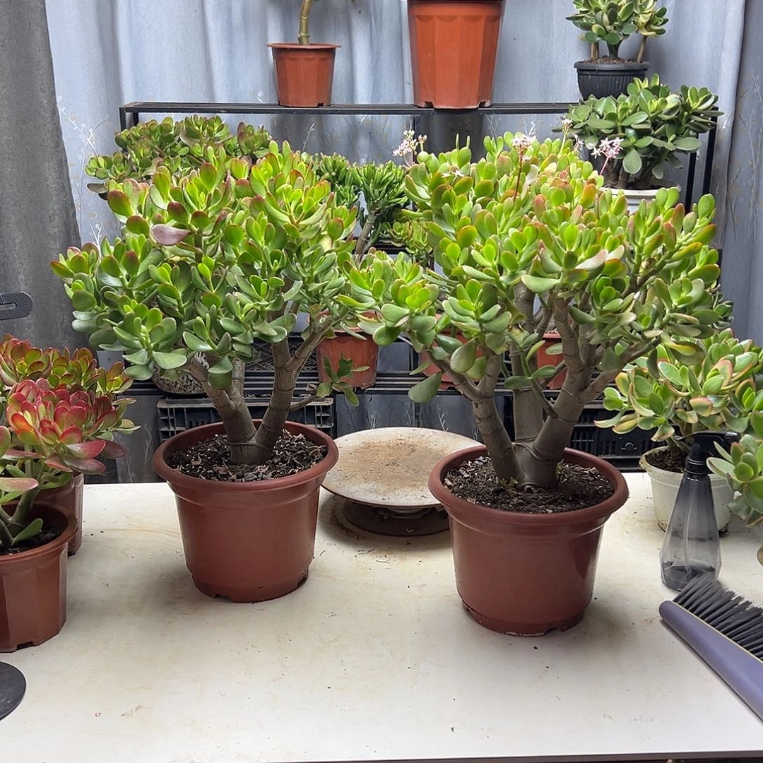 7年玉树带土球发货