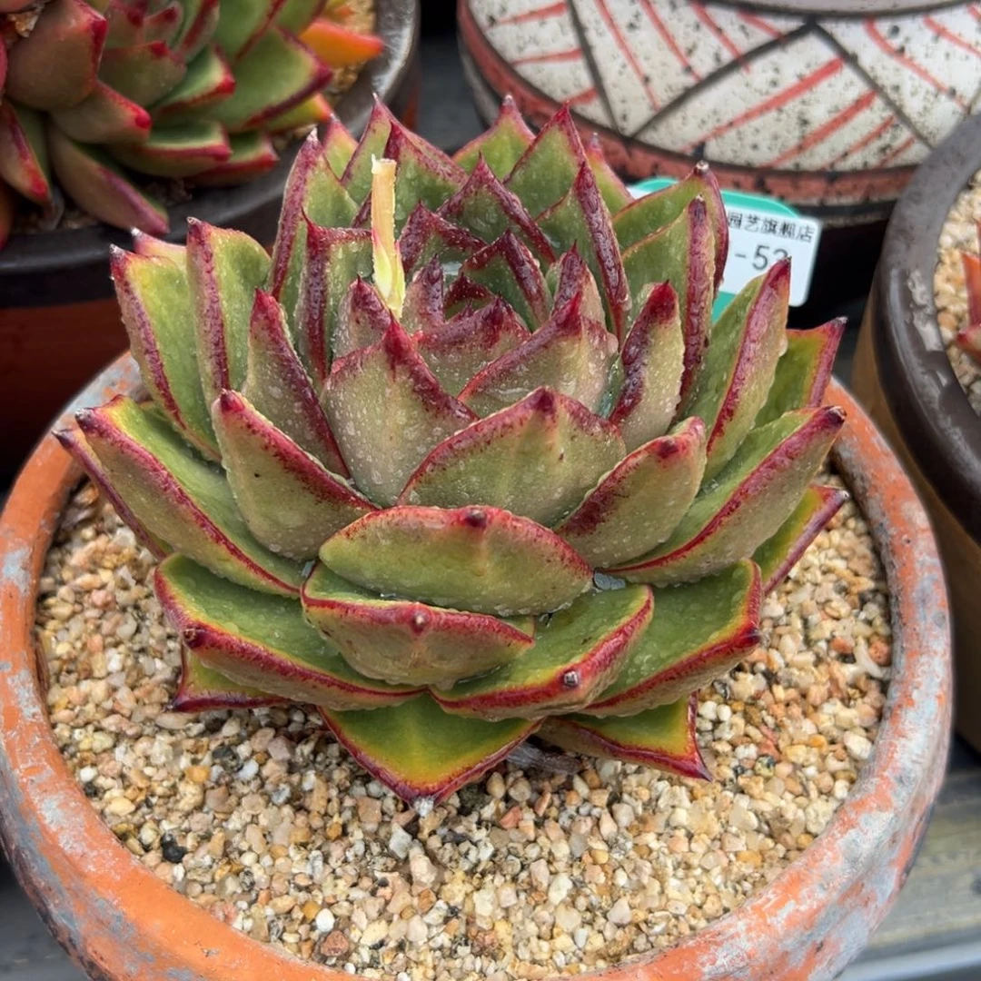 多肉一物一拍0211-53