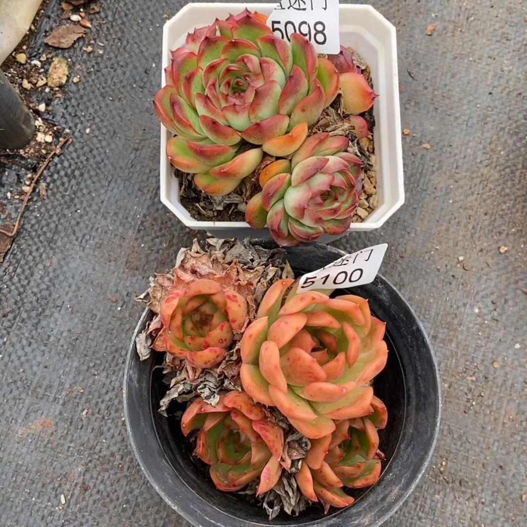 东***曦杂交精品多肉5098~5100