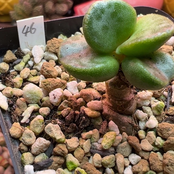 日***面吉祥如意的大人物们都