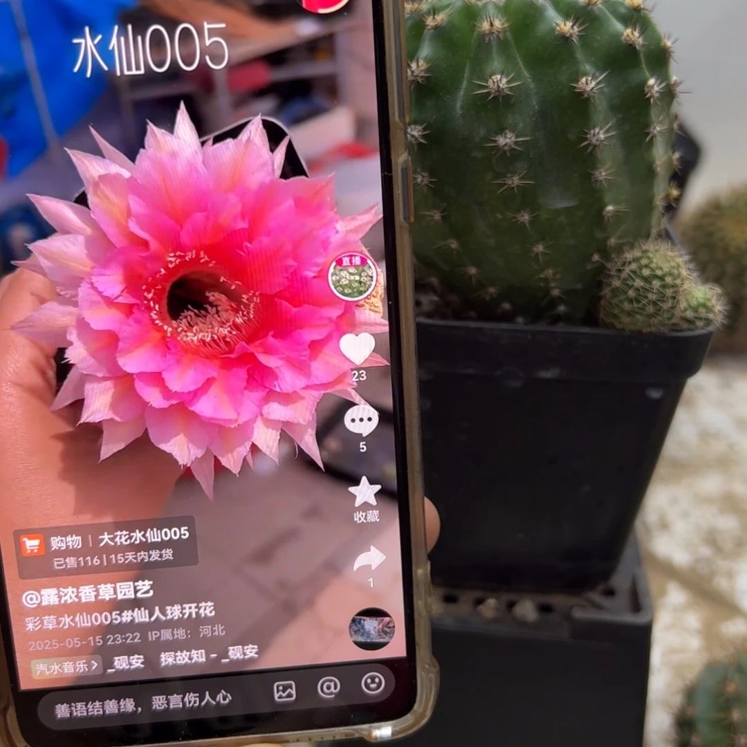 水仙005有根带仔20元