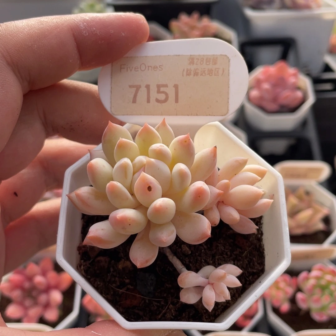 明珠7151-6.5厘米