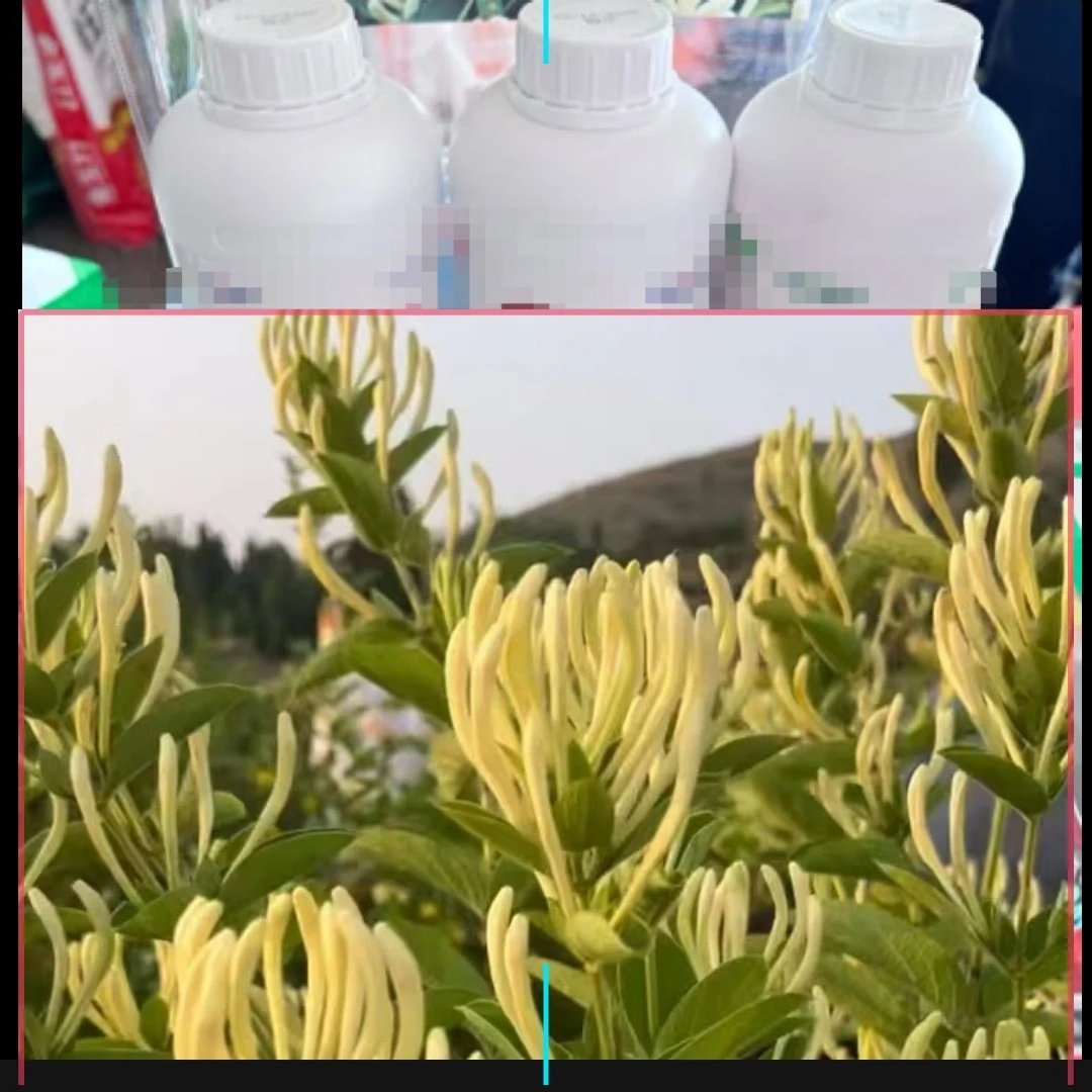 金银花专用技术增产增收水溶肥料