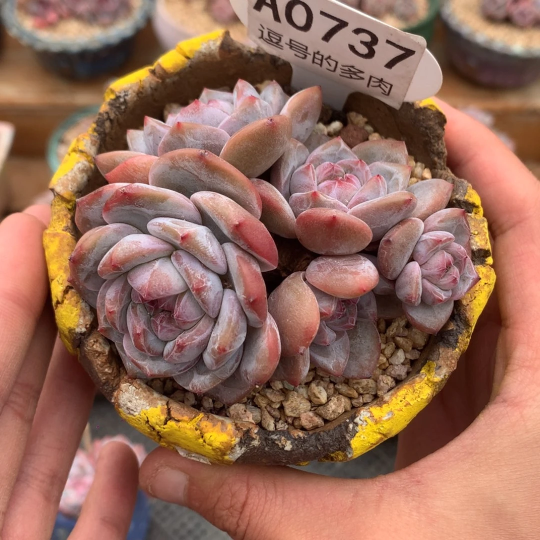 A0737 开播福利 星影老桩 有砍 8cm