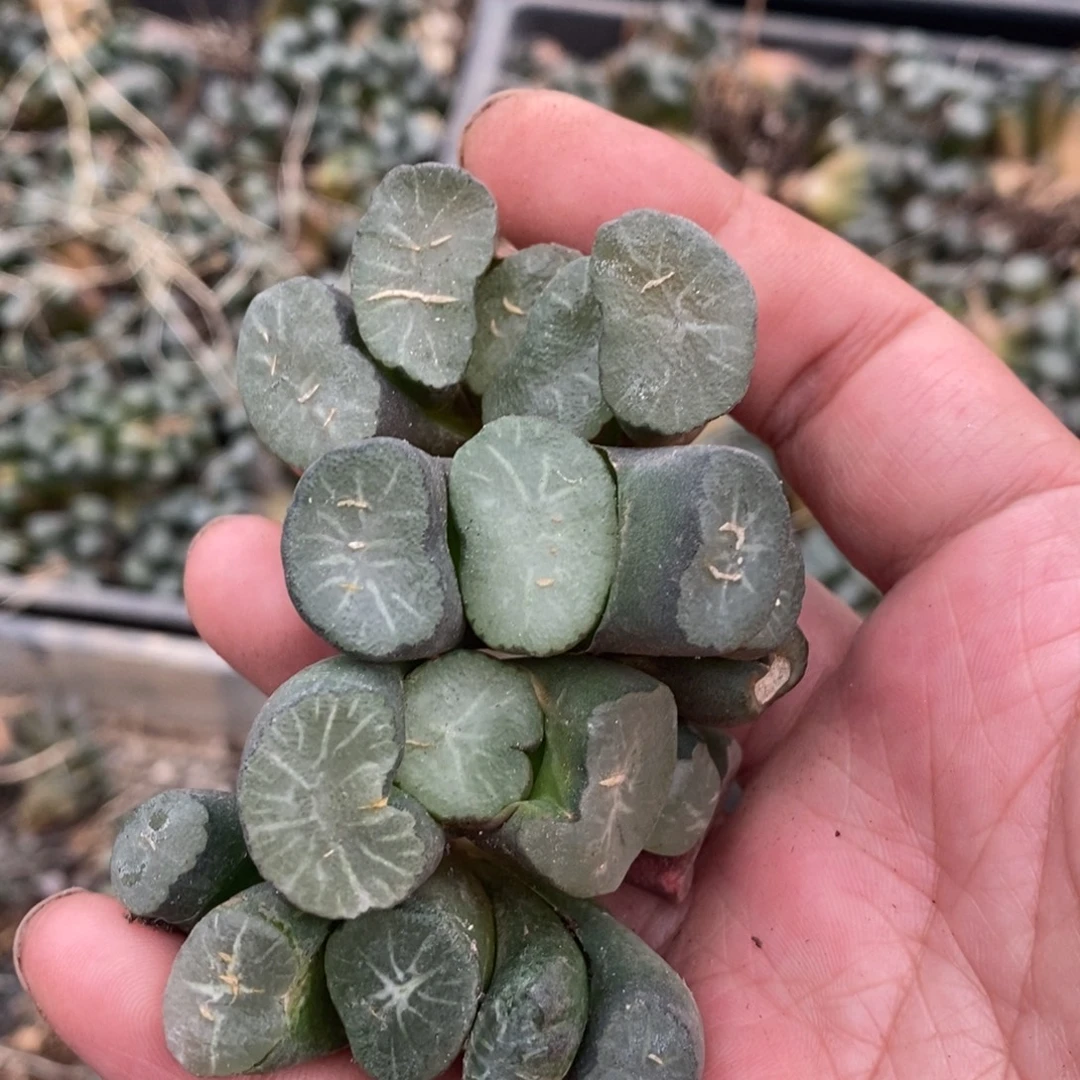 2616 一颗实生短腿武大郎万象 唯一一款短腿万象品种