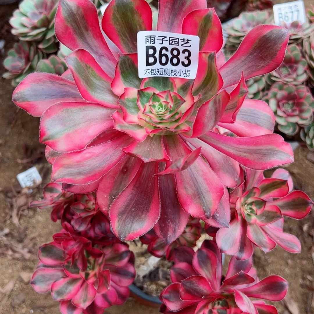 683乌毒景大单头不售后