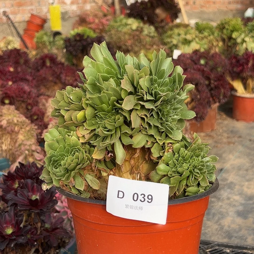 绿羊绒D039所见即所得