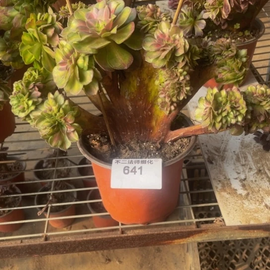 641，多肉法师抹茶缀包邮
