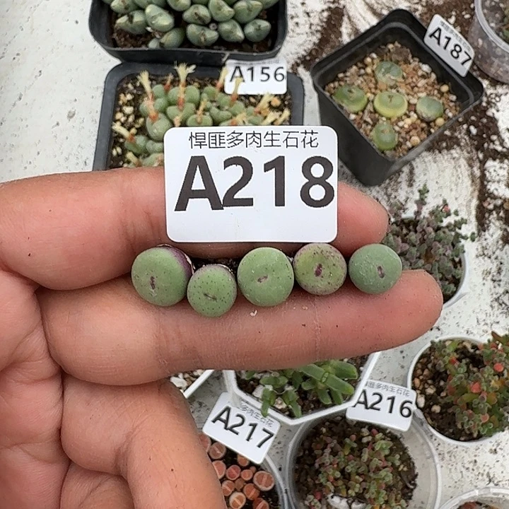 218多肉植物多肉植物