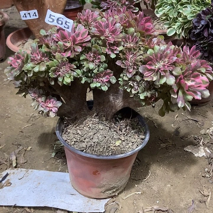 565香妃缀化老板子法师