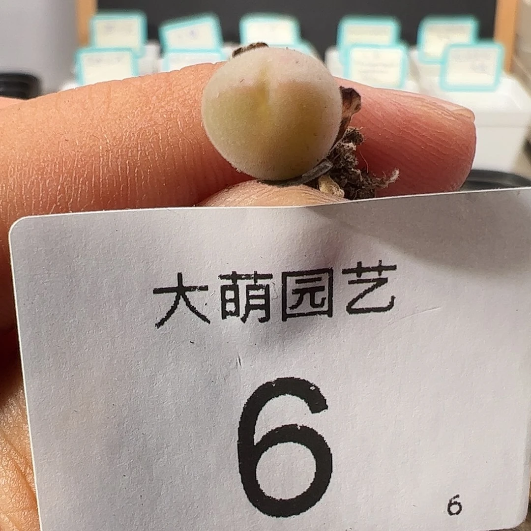 00006 一物一拍……