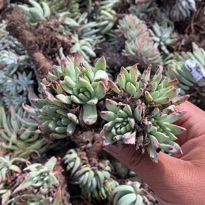 3952哈哈哈哈哈哈哈哈哈哈