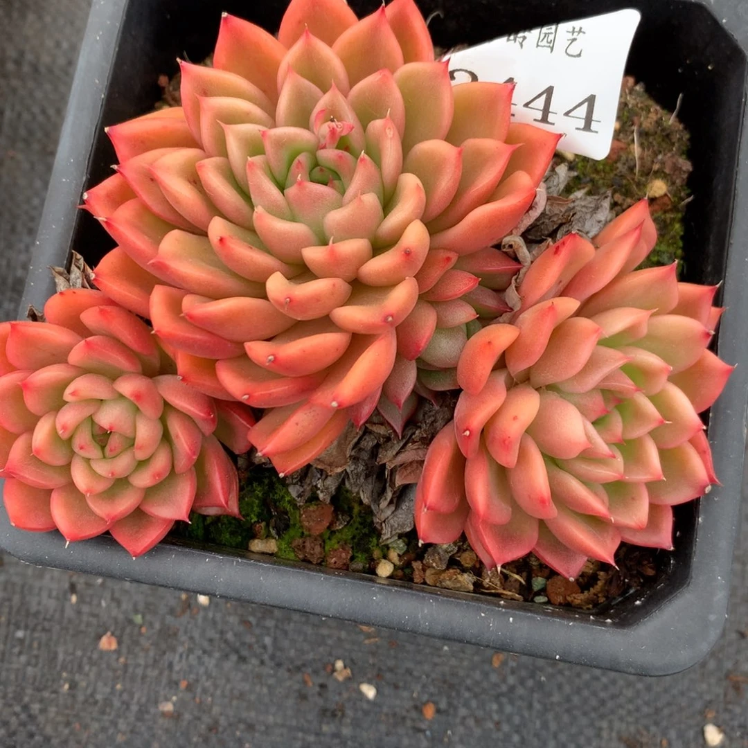 2445杂交多肉老桩