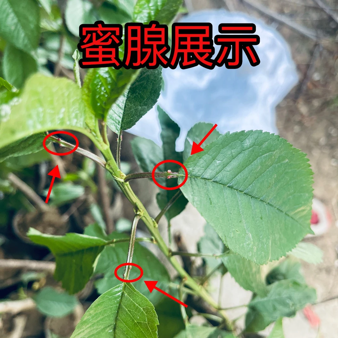 四川 黑珍珠樱桃土车厘子正宗低海拔车厘子大樱桃树苗