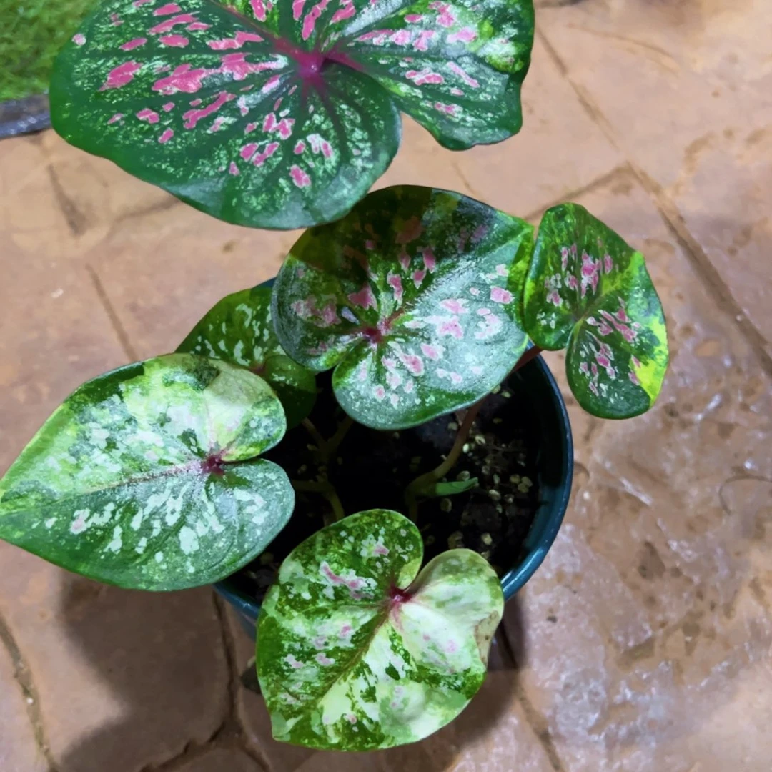 途***海无花朵绿莫奈泰彩56