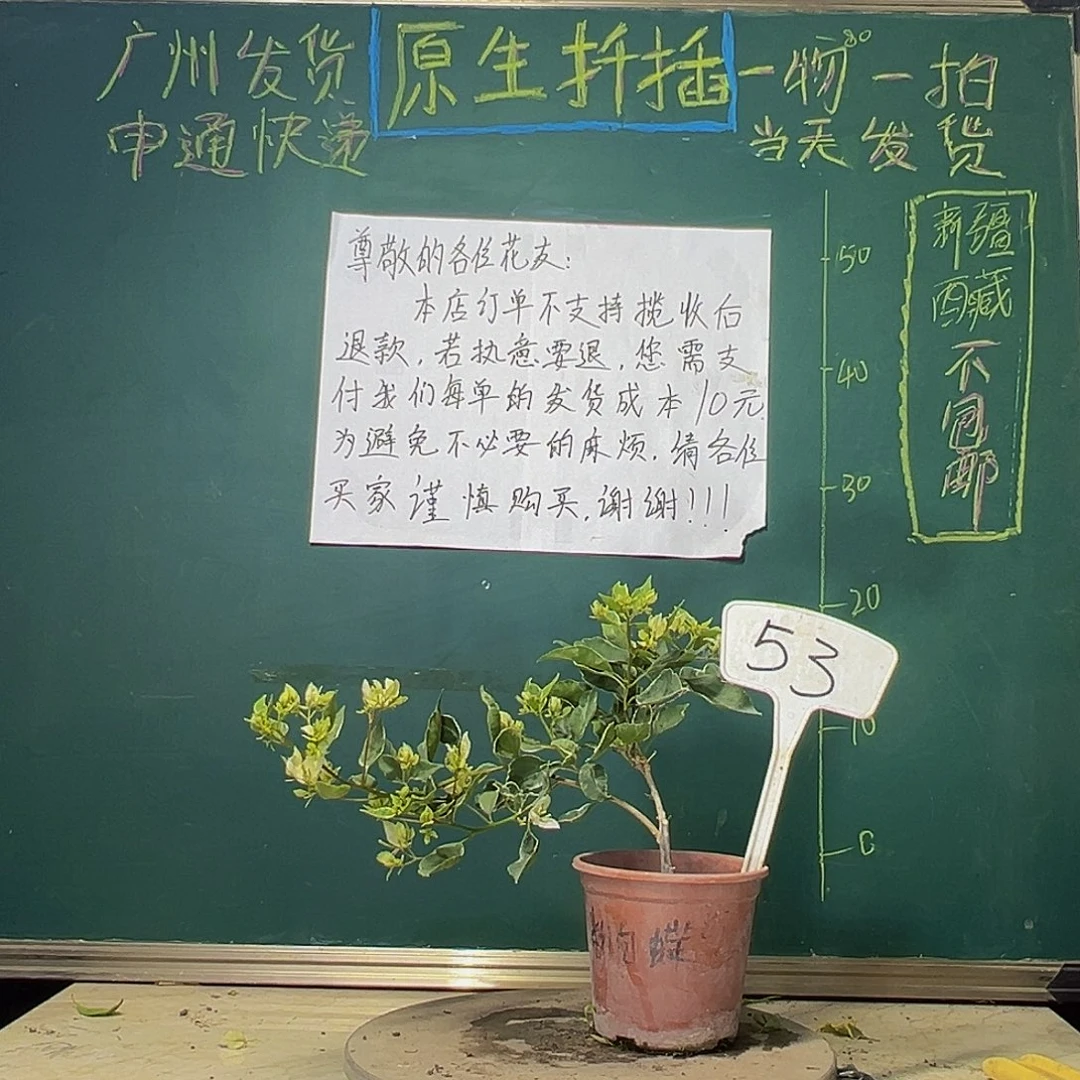 当前无花栽培后可以开花炸 月光女神蝶53