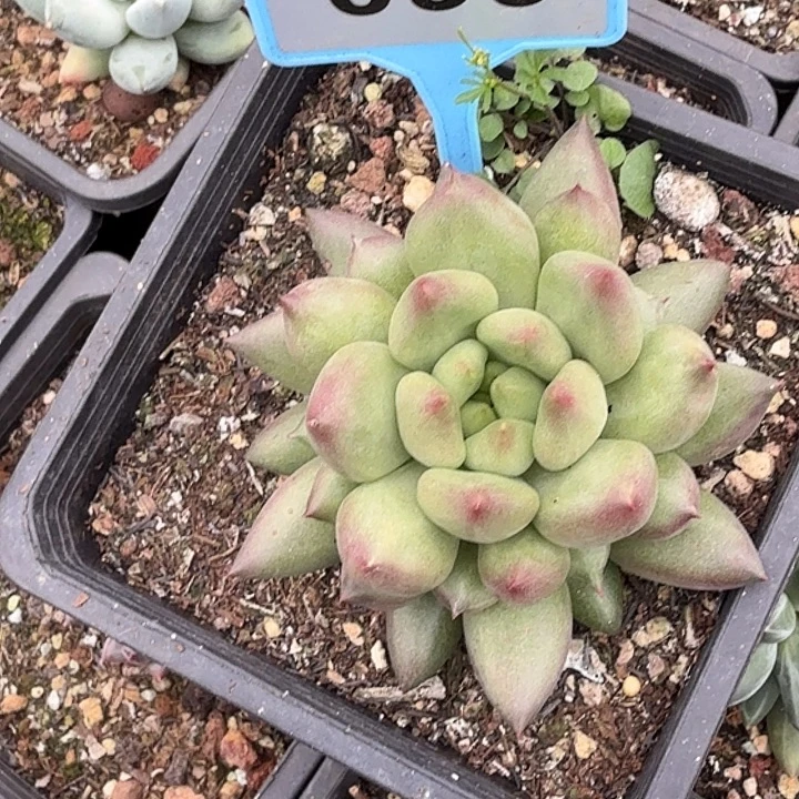 米其林一物一拍099