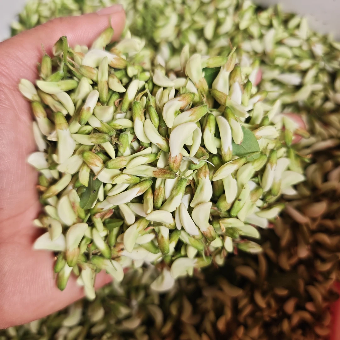 新鲜槐花新鲜现摘纯天然刺槐花洋槐花蒸菜野菜