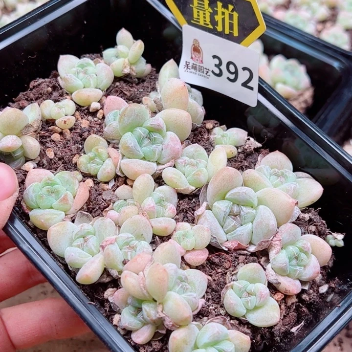 多肉植物多肉植物