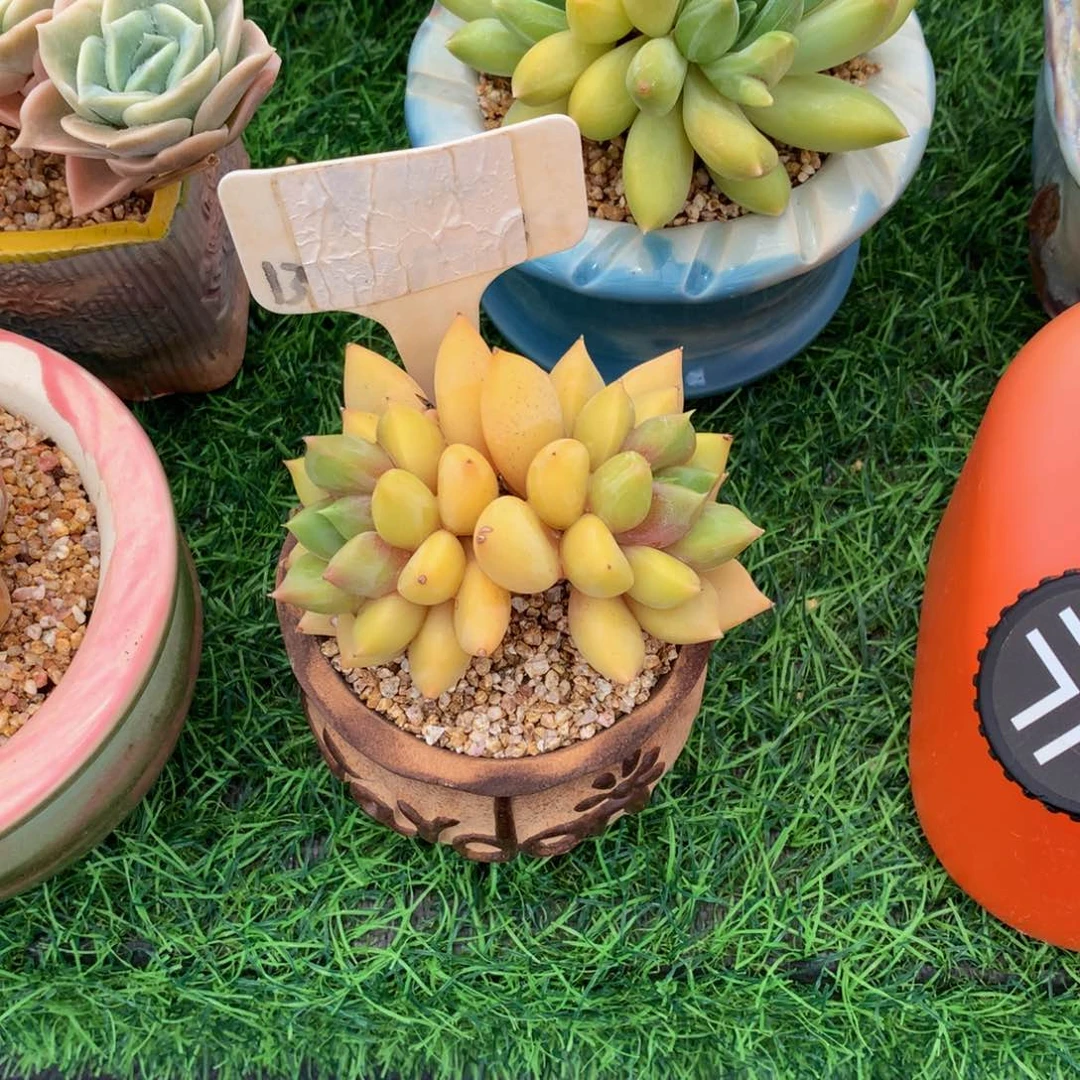 蜂***2红象牙多肉植物6267272